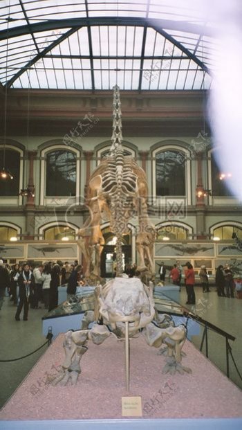 柏林博物馆里的恐龙
