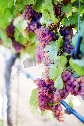 葡萄架上的成熟葡萄