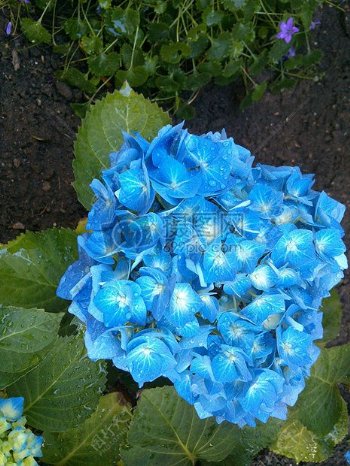 盛开的蓝色八仙花