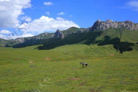 四川若尔盖花湖风景