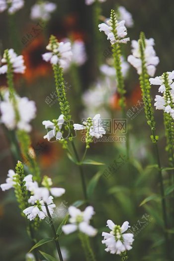 白色的小花朵