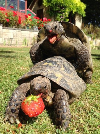 草莓性别乌龟