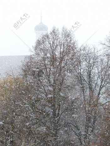 雪景下的树木