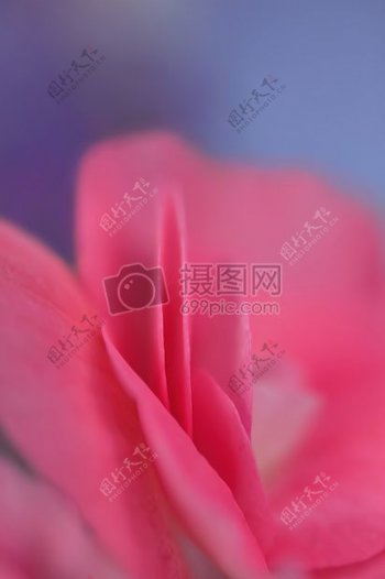 自然花粉红色宏玫瑰皇室成员自由花瓣花瓣一玫瑰的激情的在