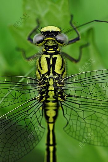 黄黑蜻蜓