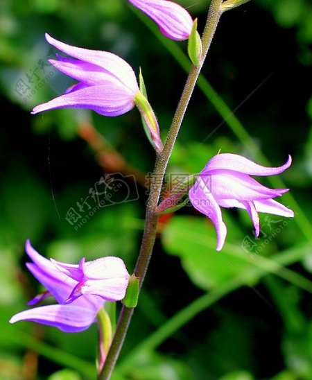 白天紫瓣花茎上选择对焦摄影