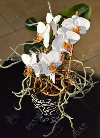白色兰花盆栽
