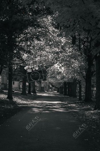 道路树木树叶公墓黑色和白色