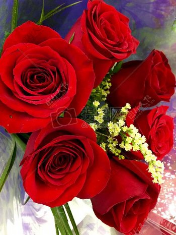 自然爱情浪漫鲜花花束玫瑰情人节红色玫瑰