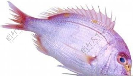 海鲜鱼类PSD源文件4