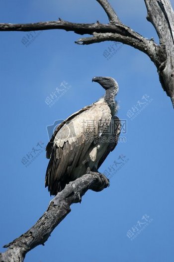 一只站在树干上的兀鹫