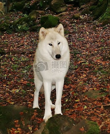 树林里的白狼