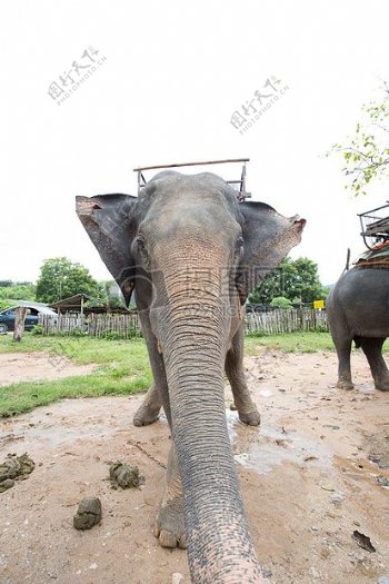 泰国大象特写