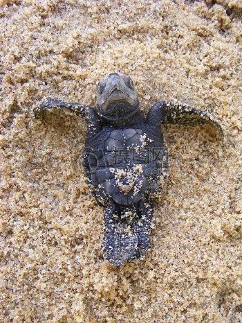 仰躺在沙滩上的小海龟