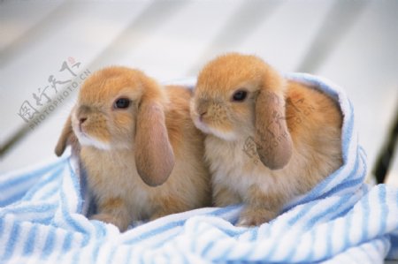 可爱的长耳兔图片