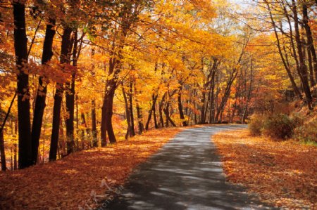 秋天的林间小路美景图片