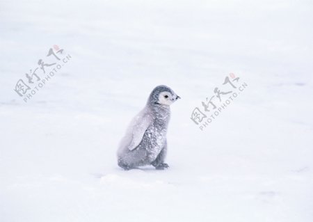 雪地上的小企鹅图片