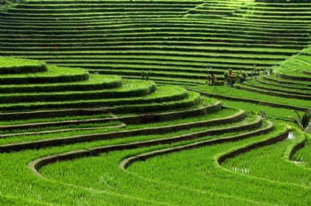 绿色稻田摄影图片