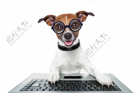 玩电脑的小狗图片