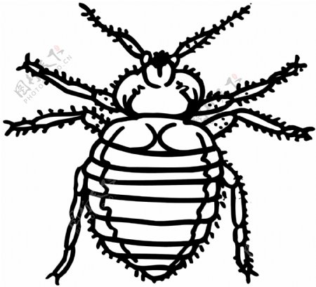 甲虫昆虫世界矢量素材eps格式0059