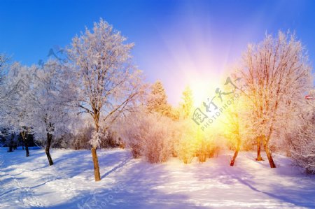 冬天阳光照射的公园图片
