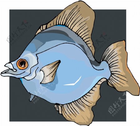 五彩小鱼水生动物矢量素材EPS格式0396