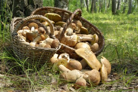 手提篮里的蘑菇