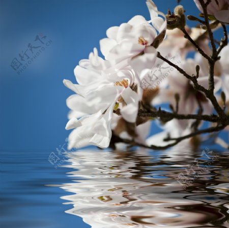 木兰花与水面倒影图片