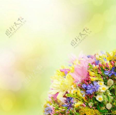 温馨花朵背景图片