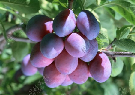 水果果实李子杏子图片图片
