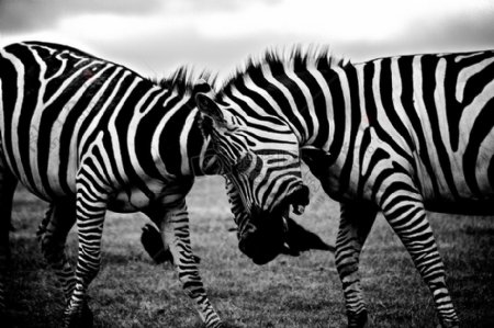 黑与白非洲动物荒野动物园野生斑马