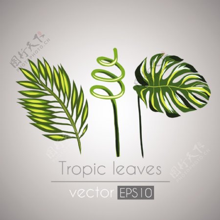 热带植物叶子图案矢量素材下载