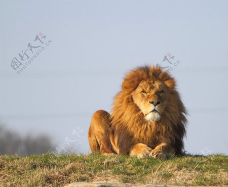 草地上的狮子图片