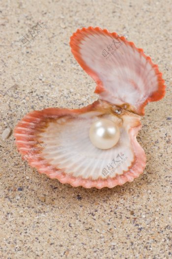 贝壳里的珍珠图片