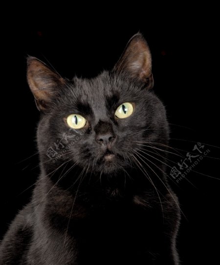 可爱小黑猫图片