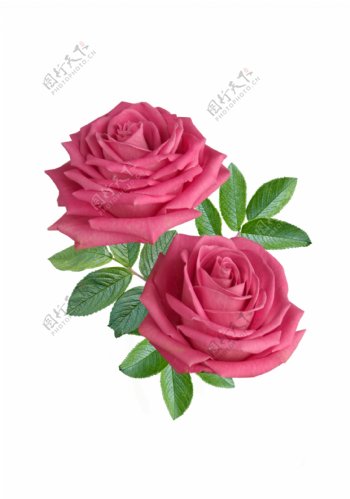 两朵玫瑰花与绿叶图片