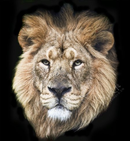 狮子头部摄影图片