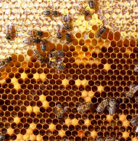 蜂窝上忙碌的蜜蜂图片