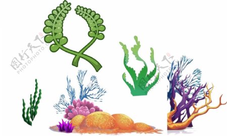 珊瑚海藻