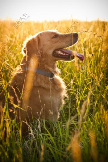 草丛中的金毛犬图片