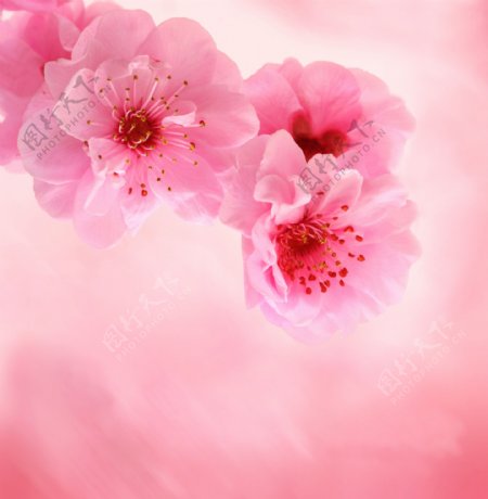 唯美粉色梅花背景图片