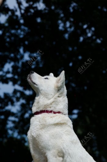 可爱白色秋田犬图片