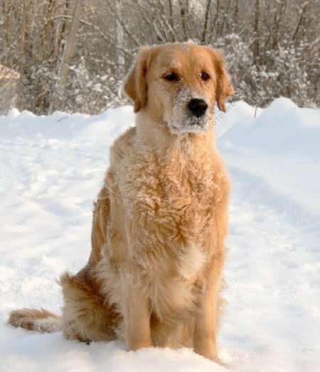 雪地里金毛犬图片