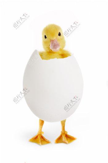 蛋壳里的小黄鸭图片