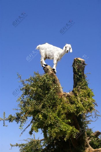 站在大树上的山羊