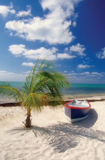 沙滩上的椰树与船只