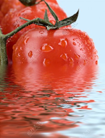 倒映水中的西红柿图片