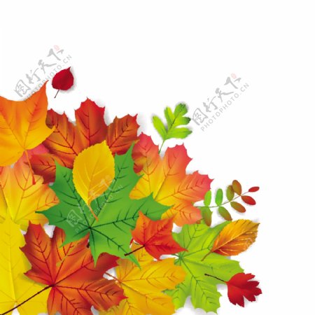 秋天枫叶花纹边框装饰矢量素材