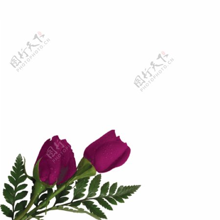 唯美紫色玫瑰
