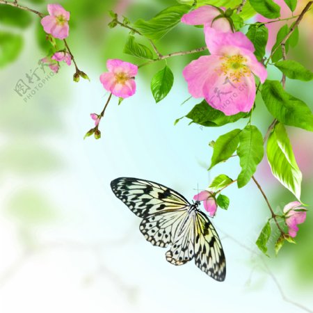 鲜花与蝴蝶浪漫背景图片